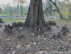 Taxodium distichum (L.) Rich. 2.Kép
