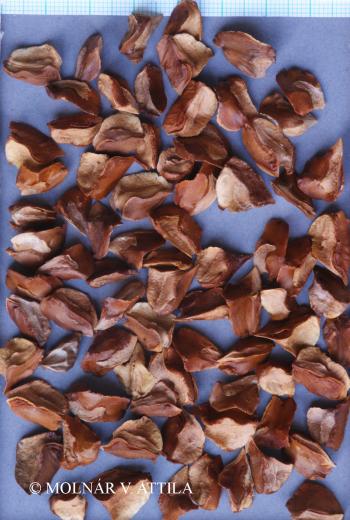 Taxodium distichum (L.) Rich. 3.Kép
