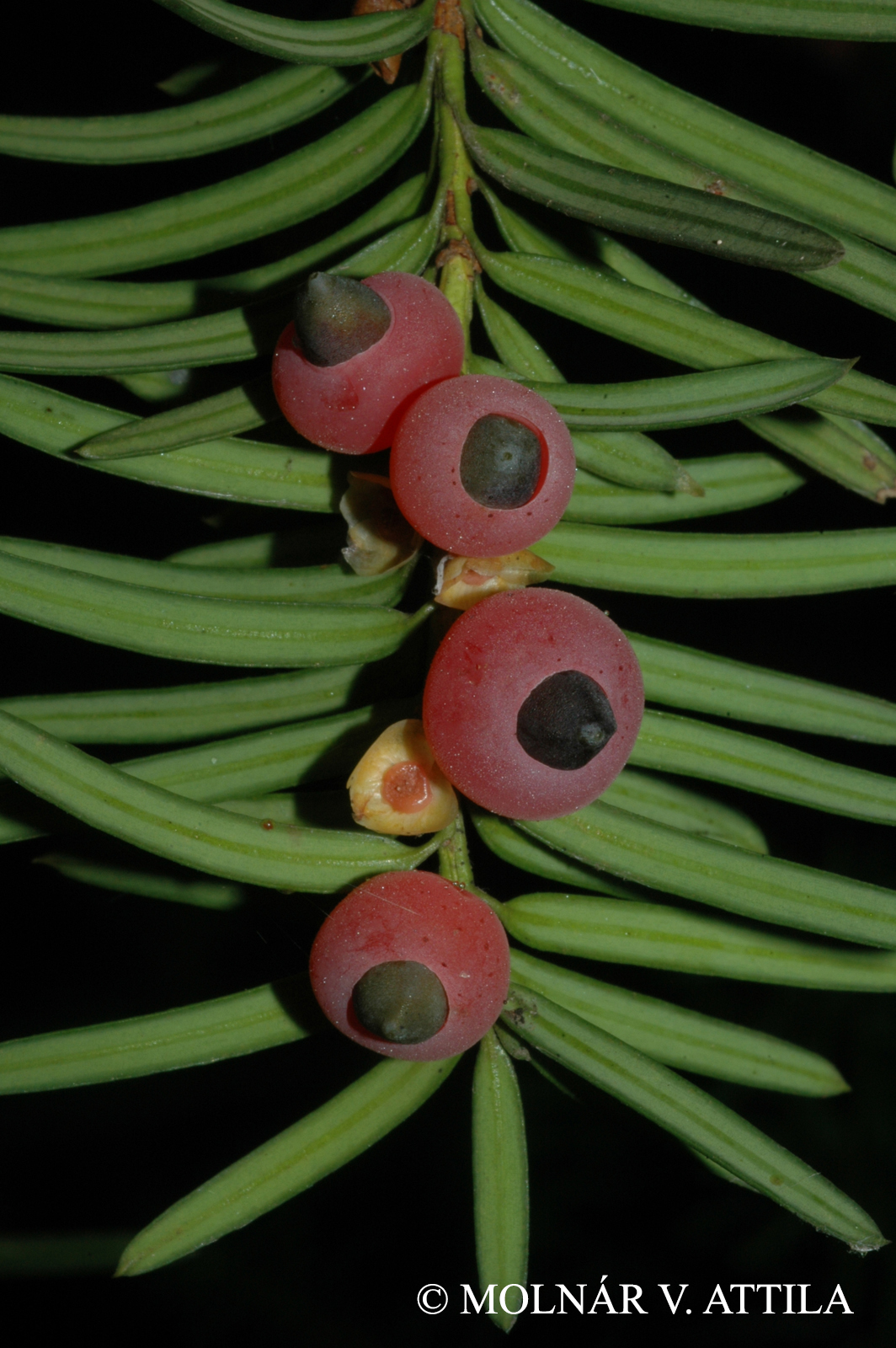 Taxus baccata L.