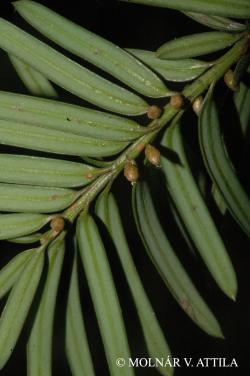 Taxus baccata L. 2.Image