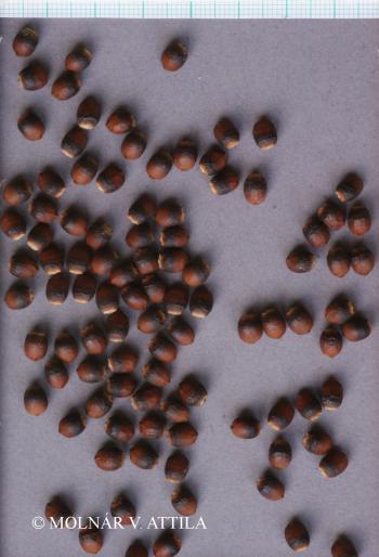 Taxus baccata L. 3.Image