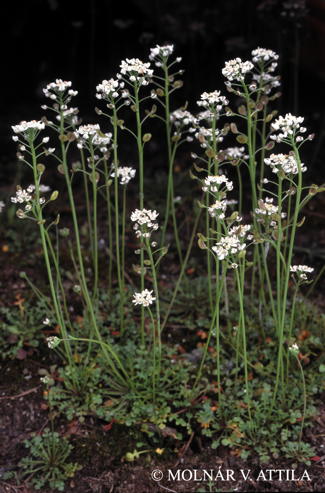 Teesdalia nudicaulis (L.) R. Br.