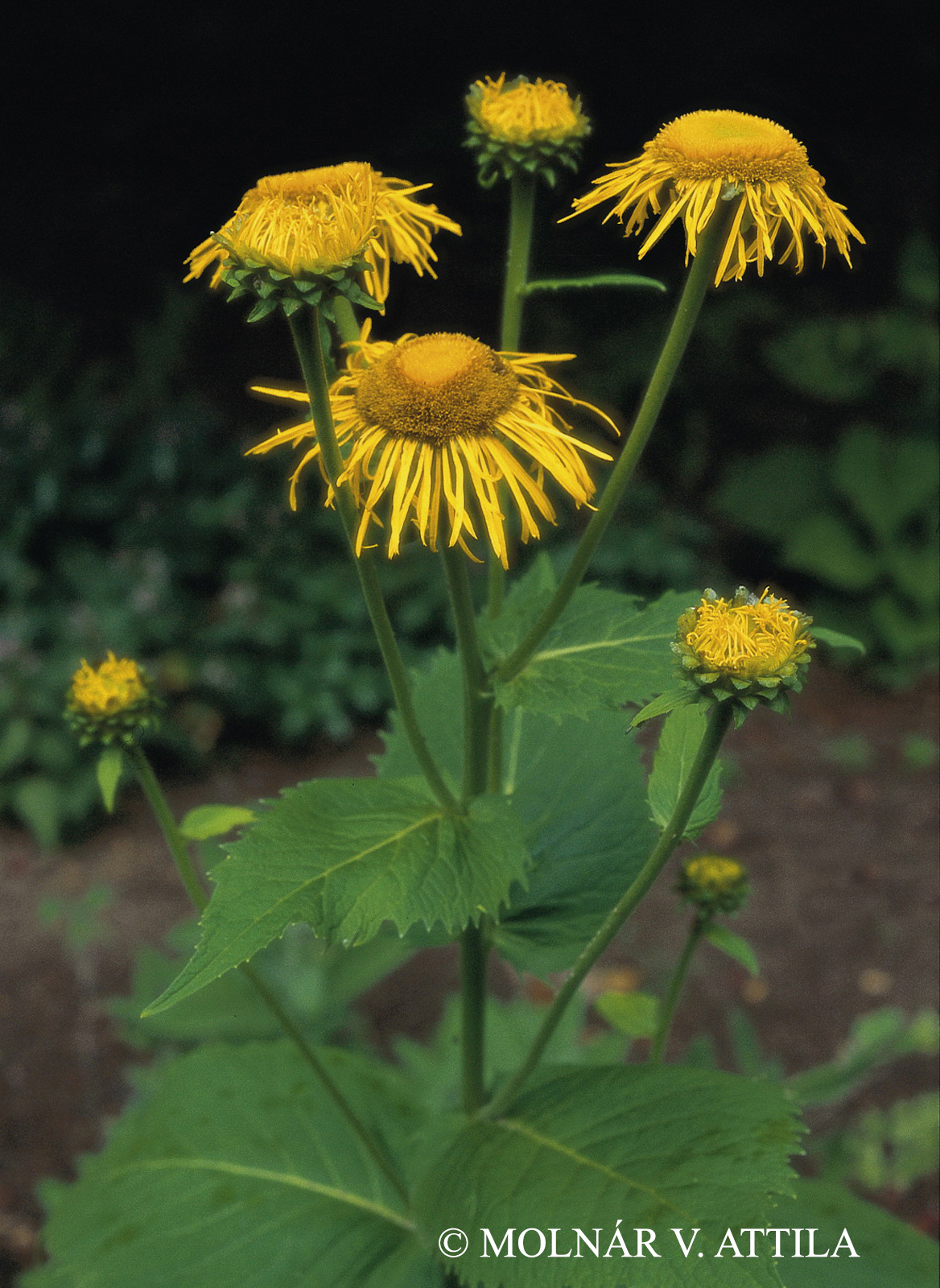 Telekia speciosa (Schreb.) Baumg.