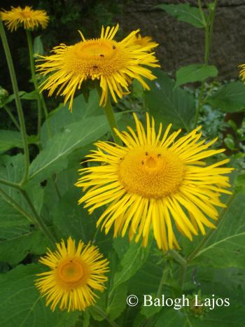 Telekia speciosa (Schreb.) Baumg. 3.Kép