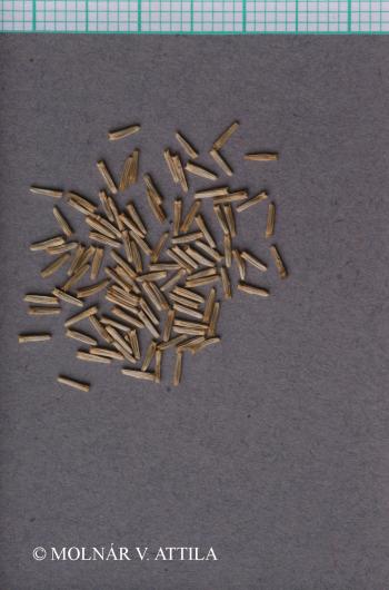 Telekia speciosa (Schreb.) Baumg. 2.Kép