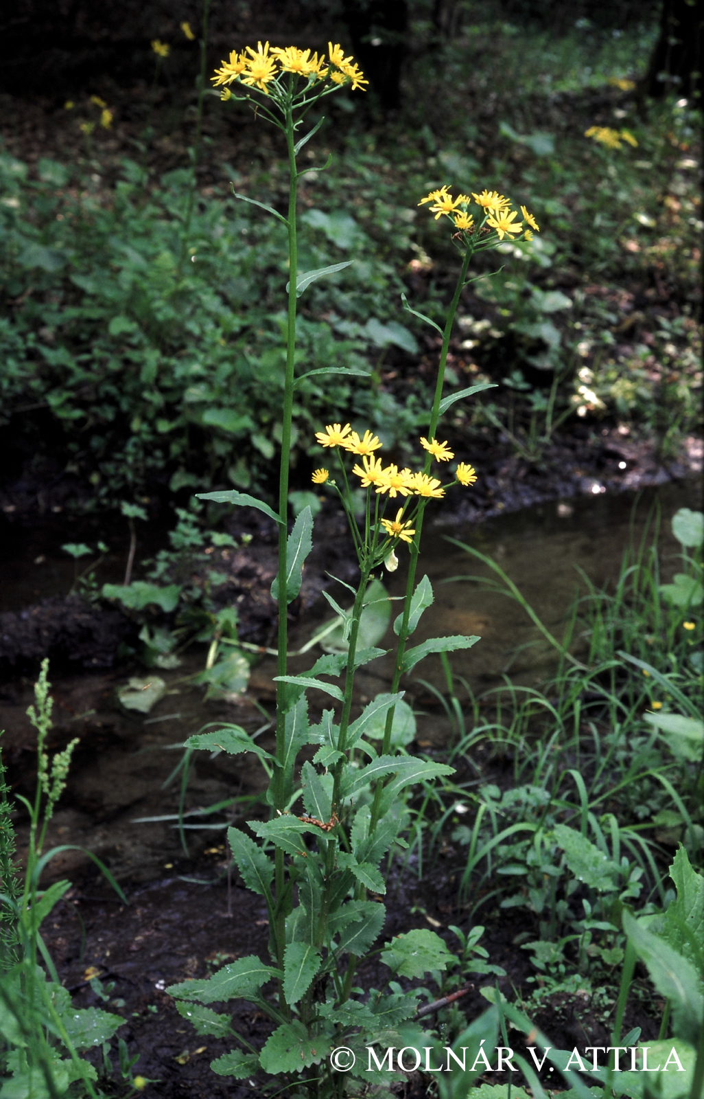 Tephroseris crispa (Jacq.) Rchb.