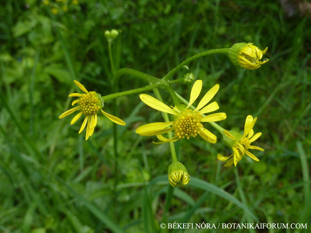 Tephroseris integrifolia (L.) Holub