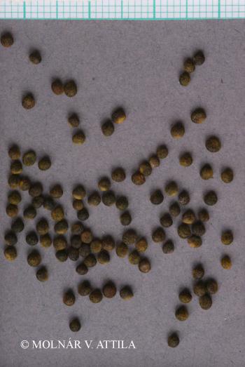 Tetragonolobus maritimus (L.) Roth subsp. siliquosus (L.) Murb. 3.Image
