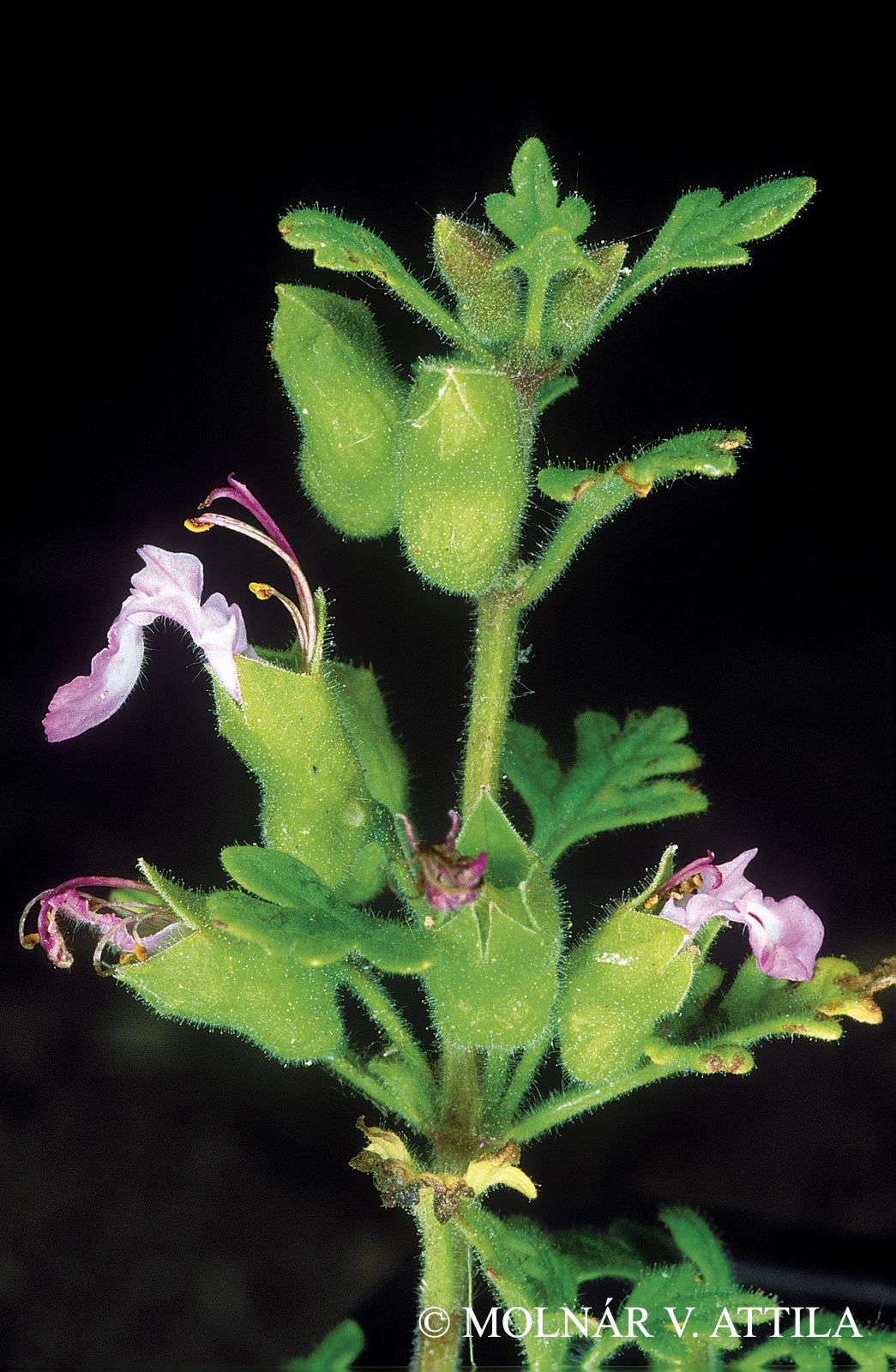 Teucrium botrys L.