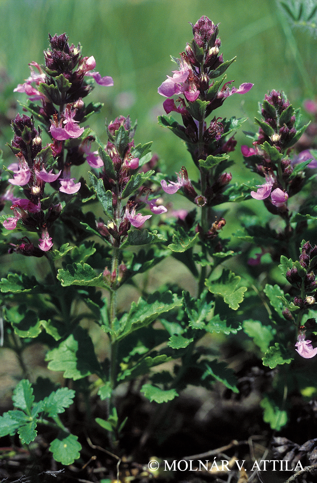 Teucrium chamaedrys L.