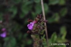 Teucrium chamaedrys L. 2.Image