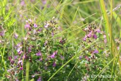 Teucrium chamaedrys L. 3.Image
