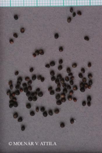 Teucrium chamaedrys L. 4.Image