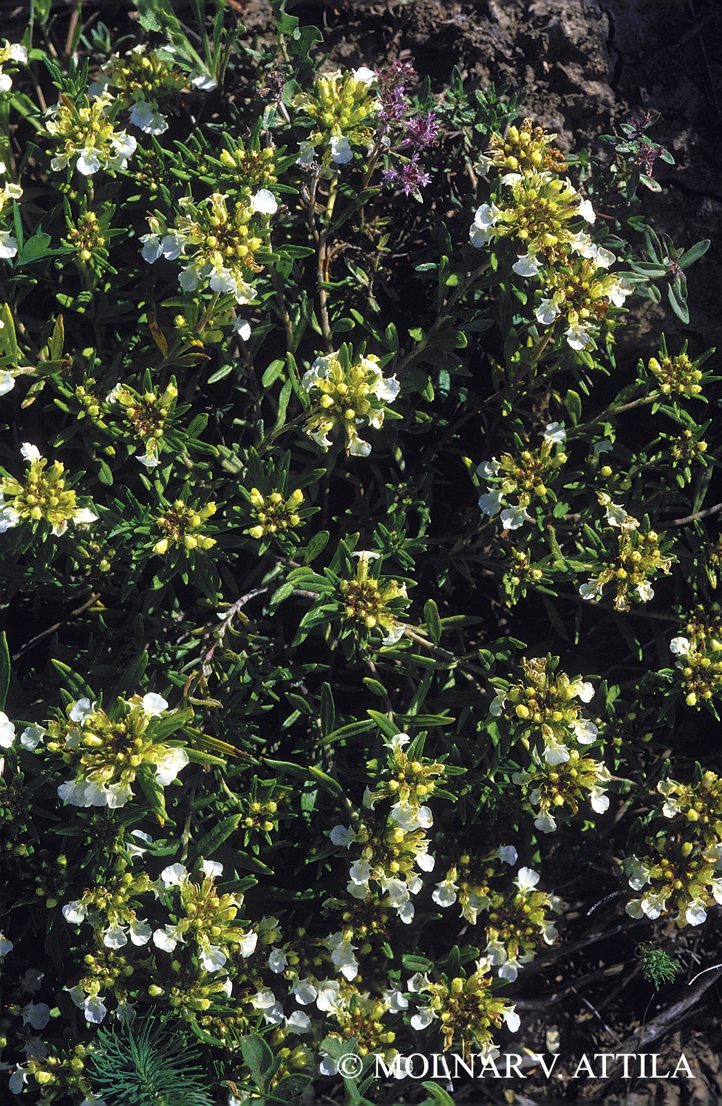 Teucrium montanum L.