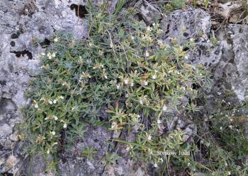 Teucrium montanum L. 3.Kép