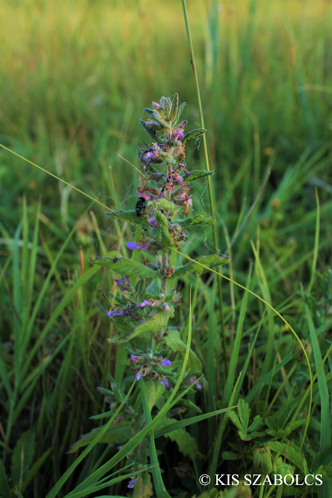 Teucrium scordium L.