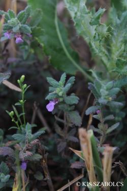 Teucrium scordium L. 2.Image