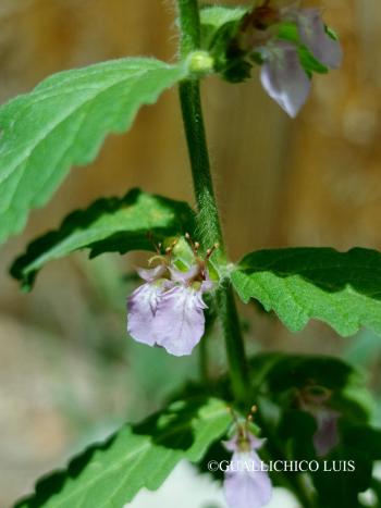 Teucrium scordium L. 3.Image