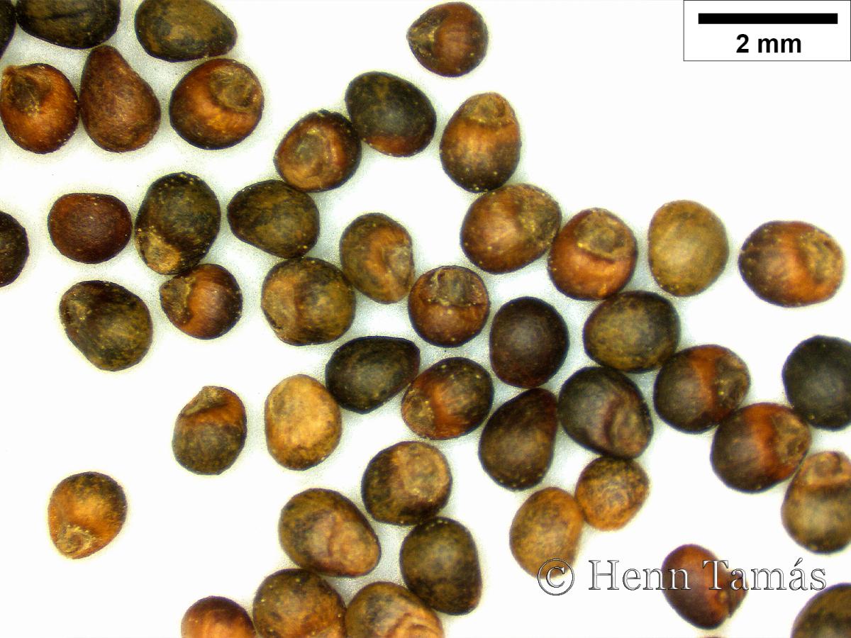 Teucrium scorodonia L.