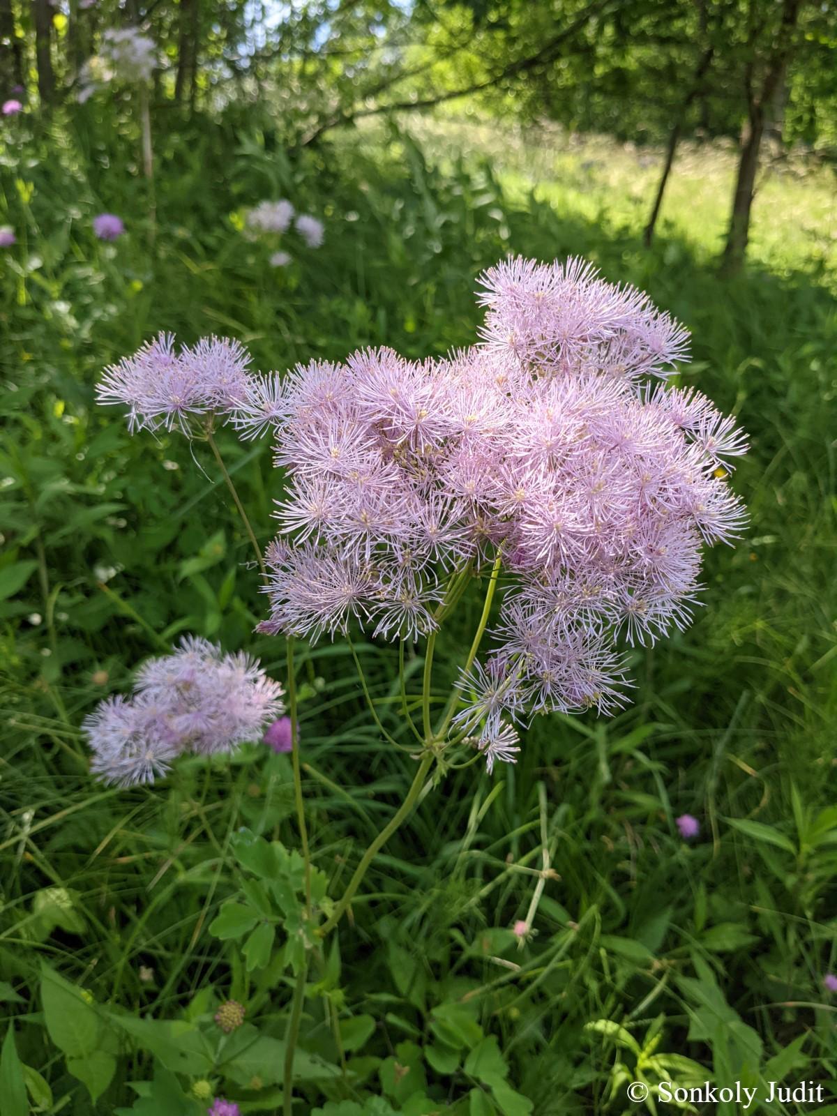 Thalictrum aquilegiifolium L.