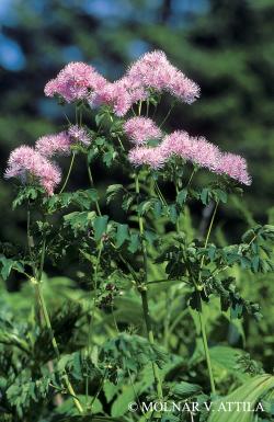 Thalictrum aquilegiifolium L. 2.Image