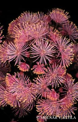 Thalictrum aquilegiifolium L. 3.Image