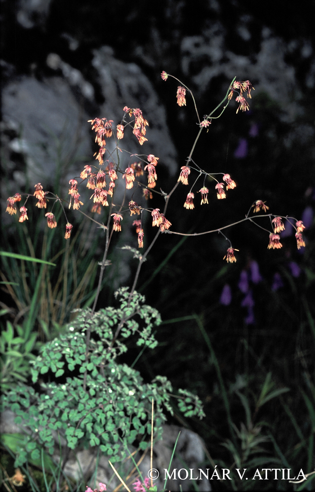 Thalictrum foetidum L.