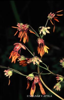 Thalictrum foetidum L. 2.Image