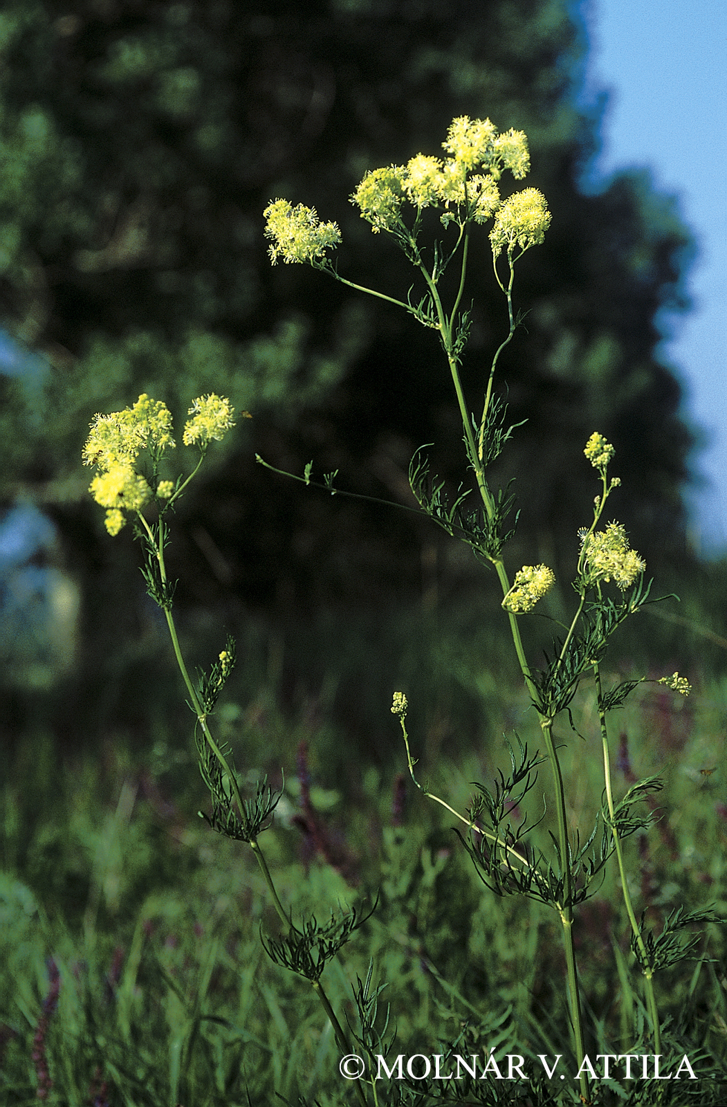 Thalictrum lucidum L.