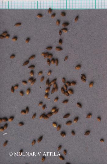 Thalictrum lucidum L. 2.Image