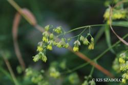 Thalictrum minus L. 2.Image