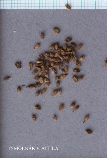 Thalictrum minus L. 3.Image