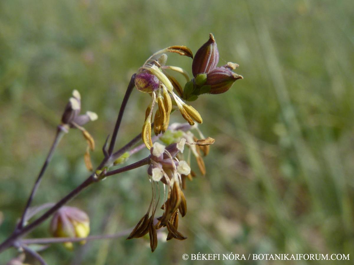 Thalictrum pseudominus Borbás