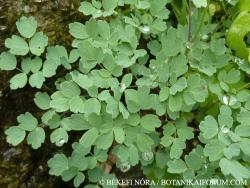 Thalictrum pseudominus Borbás 2.Image