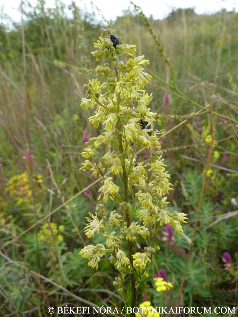 Thalictrum simplex L.