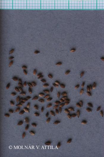 Thalictrum simplex L. 3.Image