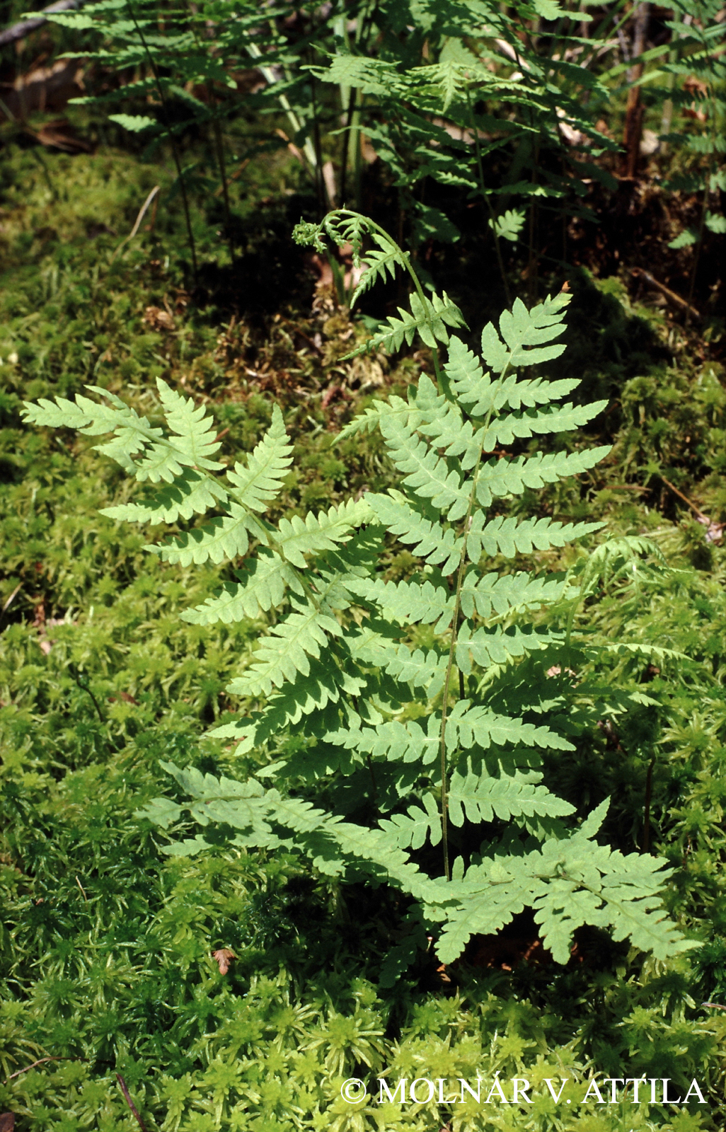 Thelypteris palustris Schott
