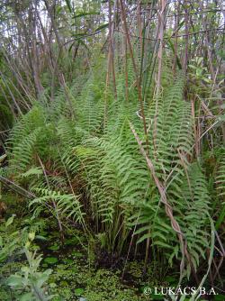 Thelypteris palustris Schott 2.Image