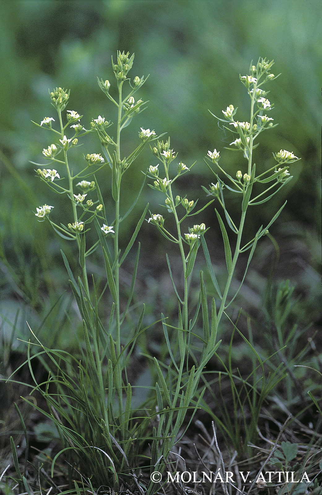 Thesium linophyllon L.