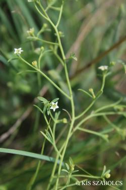 Thesium linophyllon L. 2.Image