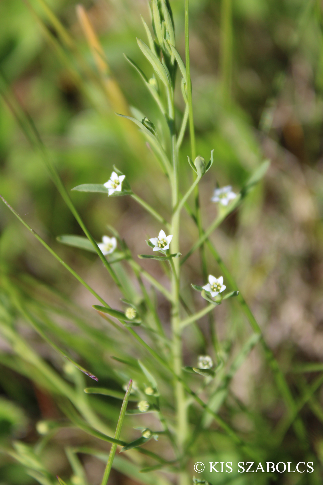 Thesium ramosum Hayne