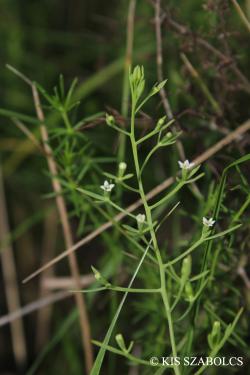 Thesium ramosum Hayne 2.Image