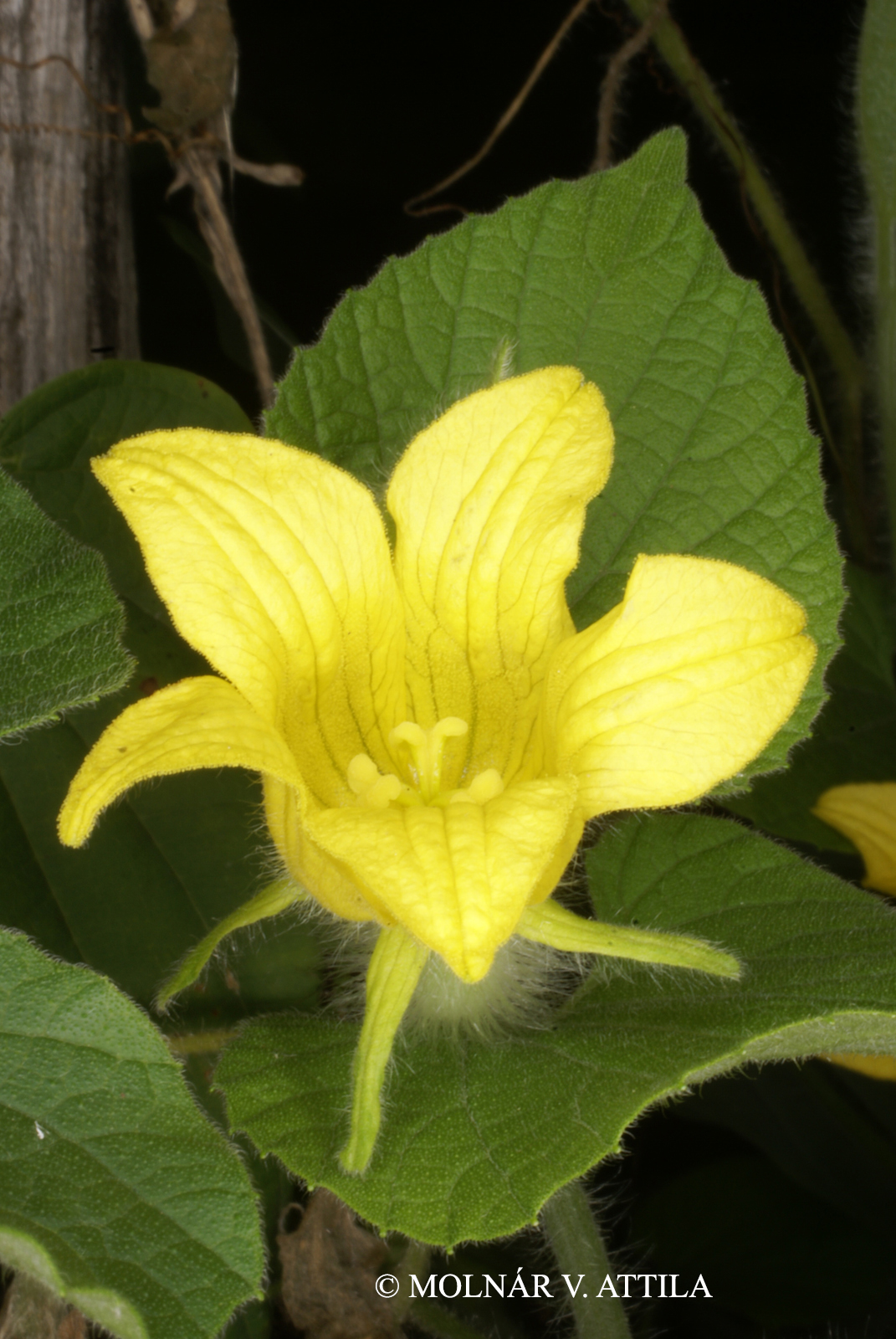 Thladiantha dubia Bunge