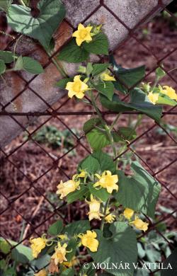 Thladiantha dubia Bunge 2.Image