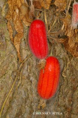 Thladiantha dubia Bunge 3.Image
