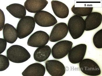 Thladiantha dubia Bunge 5.Image