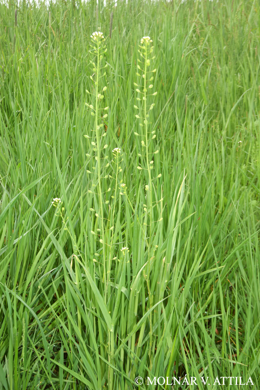 Thlaspi alliaceum L.