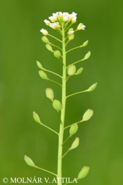 Thlaspi alliaceum L. 2.Image