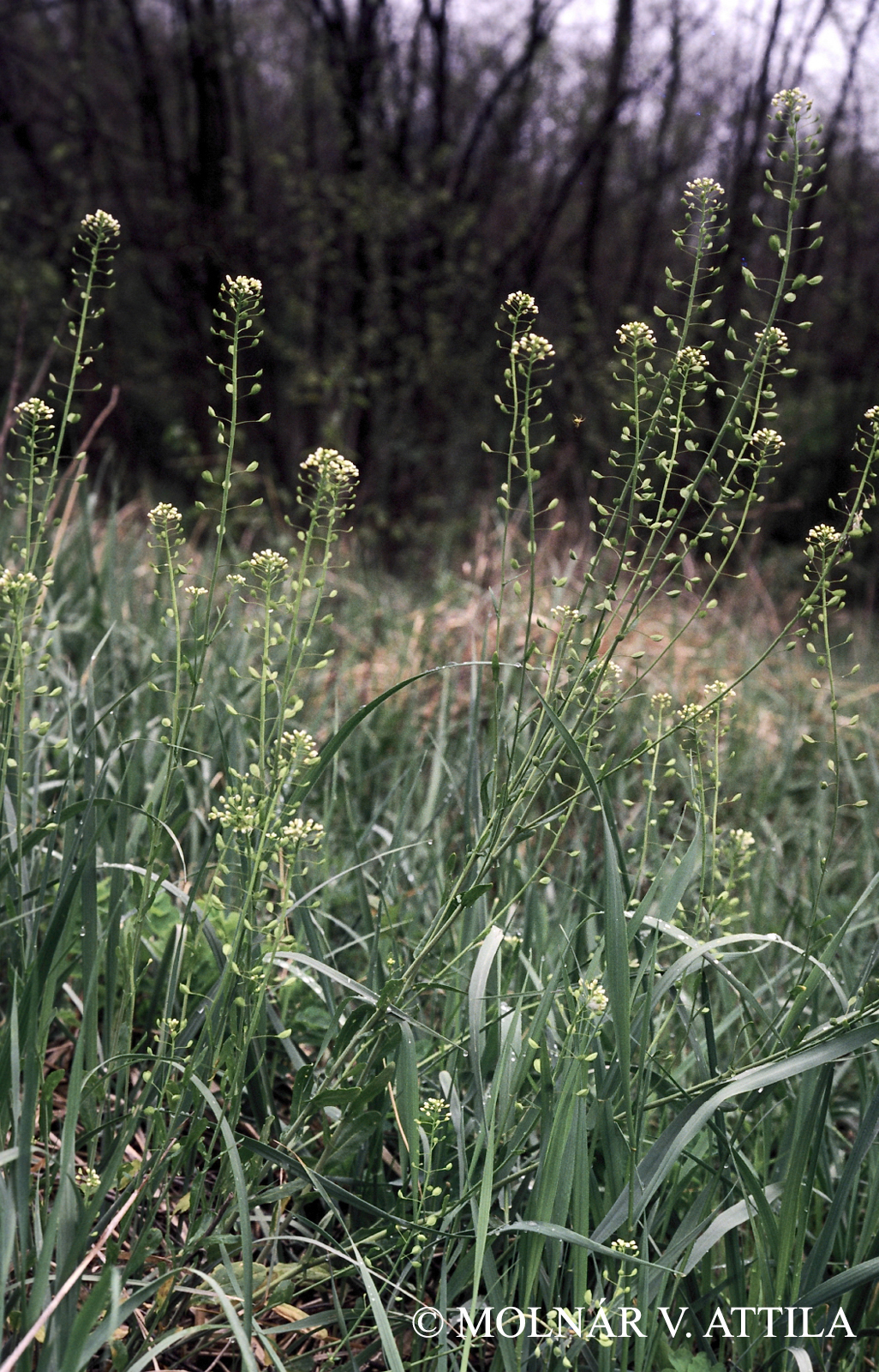 Thlaspi arvense L.