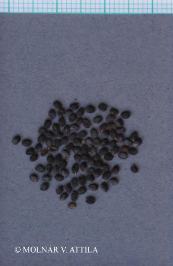 Thlaspi arvense L. 2.Image